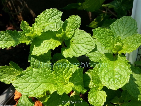 Mohito mint | MAomblooms - แม่เมาะ ลำปาง