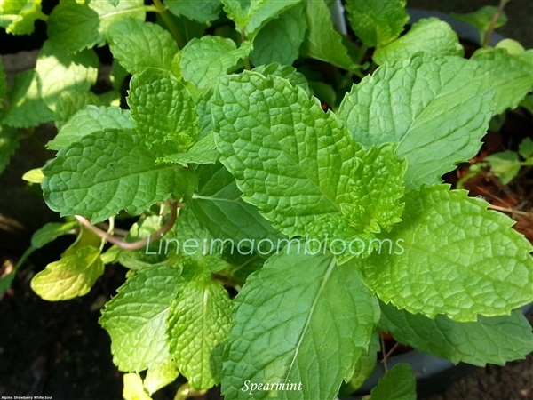 Spearmint | MAomblooms - แม่เมาะ ลำปาง