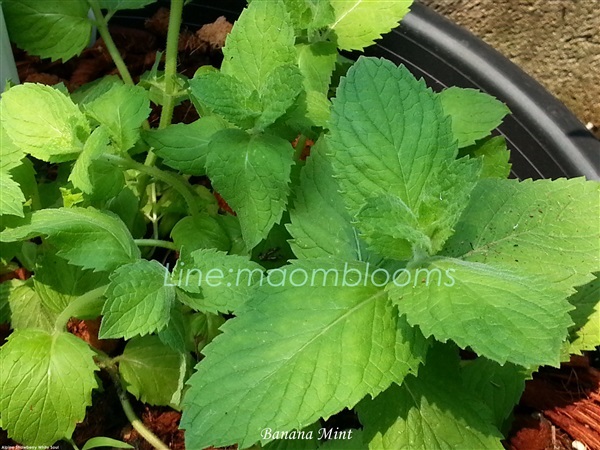 Banana mint | MAomblooms - แม่เมาะ ลำปาง