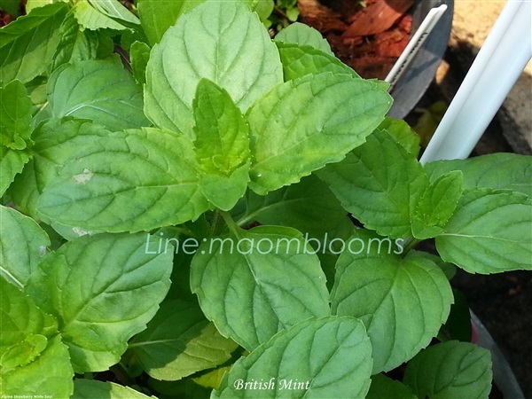 Brishtish mint  | MAomblooms - แม่เมาะ ลำปาง