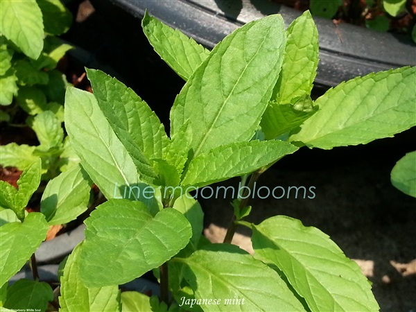 Japanese mint | MAomblooms - แม่เมาะ ลำปาง