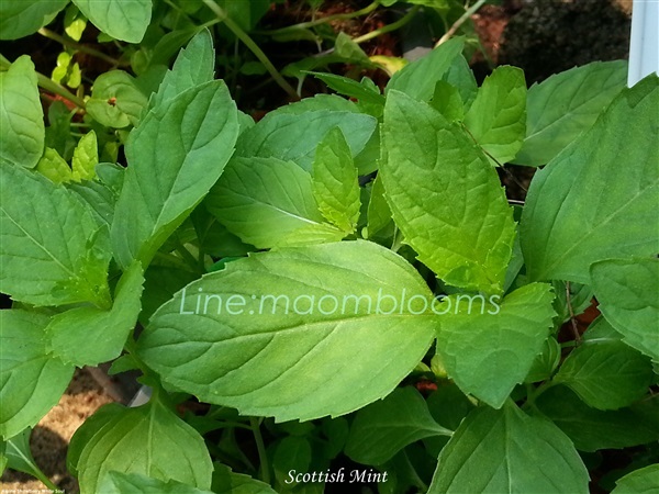 Scottish mint | MAomblooms - แม่เมาะ ลำปาง