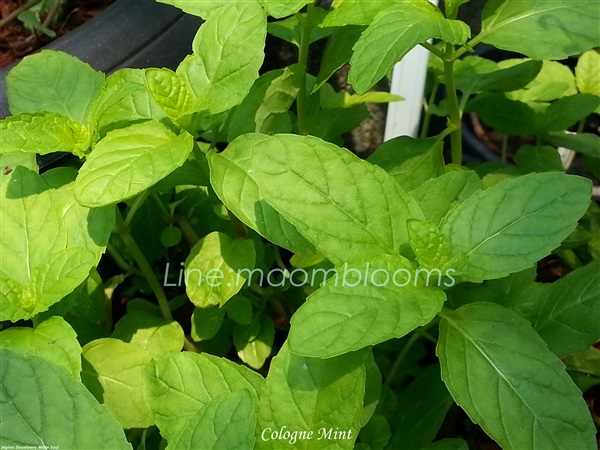 Cologne mint | MAomblooms - แม่เมาะ ลำปาง