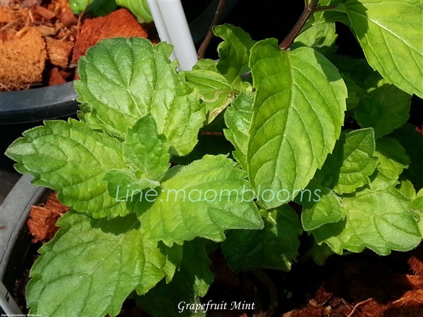 Grapefruit mint | MAomblooms - แม่เมาะ ลำปาง