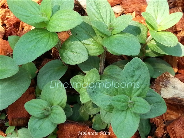 Mountain mint  | MAomblooms - แม่เมาะ ลำปาง