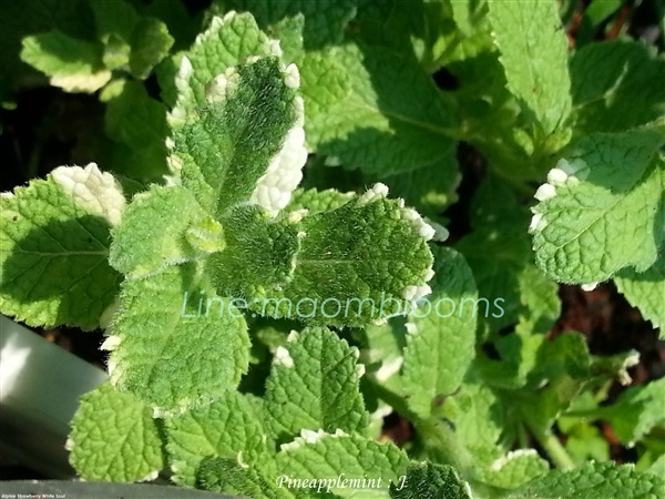 Pineapple mint | MAomblooms - แม่เมาะ ลำปาง