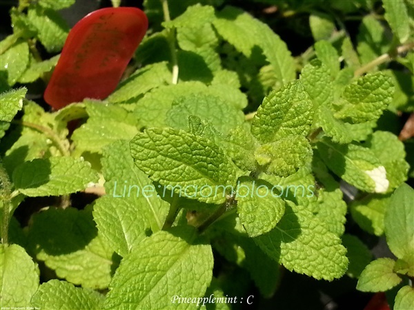 Pineapple mint : C | MAomblooms - แม่เมาะ ลำปาง