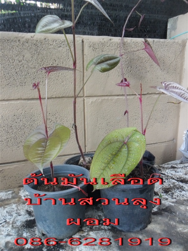 ต้นพันธุ์มันเลือดนก ,มันเสา และมันพร้าว (มันจาว) โดยบ้านสวนลุงผอม อ. ... ต้นพันธุ์มันเลือดนก ,มันเสา และมันพร้าว (มันจาว) โดยบ้านสวนลุงผอม อ. ...