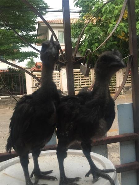 ลูกไก่ดำอินโดสายพันธุ์แท้ อายุ 1 เดือนกว่า | บ้านรักไก่ดำอินโด - คลองหลวง ปทุมธานี