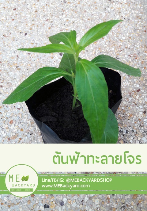 ต้นฟ้าทะลายโจร | Mebackyard -  สมุทรสาคร