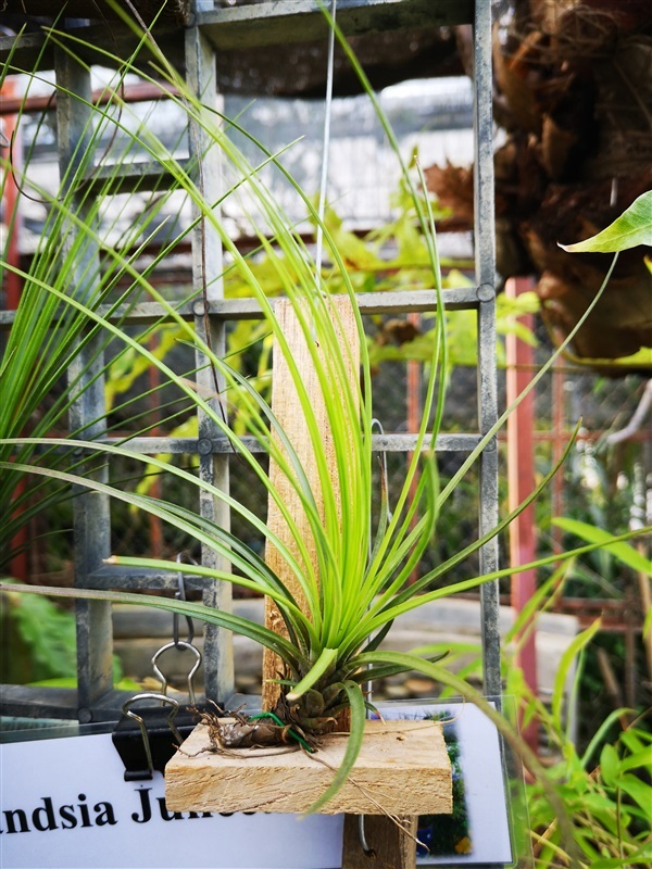 สับประรดสี Tillansia juncea | สวนครูอิงอร - เมืองเชียงใหม่ เชียงใหม่