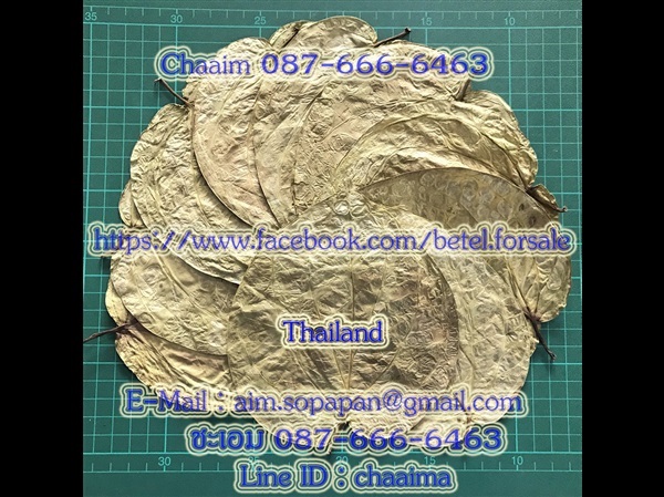 ใบพลูแห้ง | betel.forsale - สามพราน นครปฐม