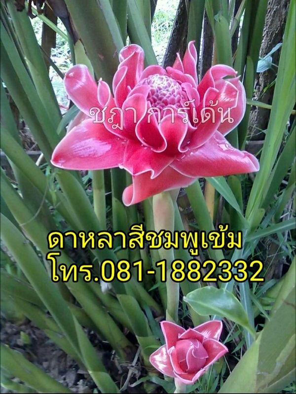 ดาหลา  | ชฎา - เมืองนครศรีธรรมราช นครศรีธรรมราช