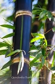 ไผ่ดำอินโด ('Betung Hitam'. Black Dendrocalamus asper) | Aphiwat Bamboo - เมืองนครนายก นครนายก