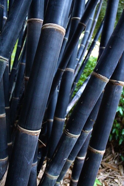 ไผ่จาว่า ดำ Gigantochloa atroviolacea (Java Black)