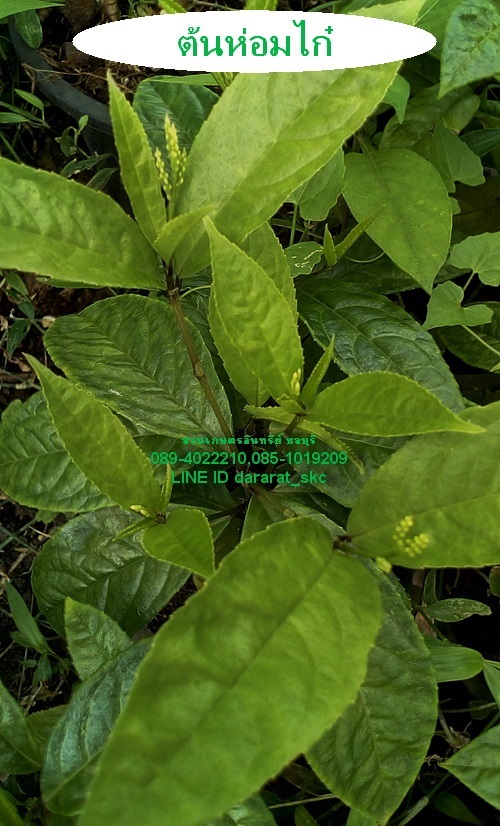 ต้นห่อมไก๋ | สวนเกษตรอินทรีย์ - พนัสนิคม ชลบุรี
