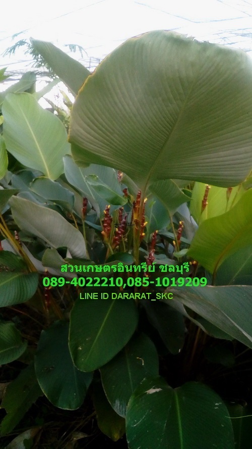 ขายต้นคล้าซิก้าร์ | สวนเกษตรอินทรีย์ - พนัสนิคม ชลบุรี