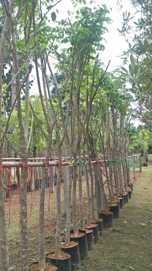 ประดู่ กิ่งอ่อน | ไอลดา - เมืองปราจีนบุรี ปราจีนบุรี