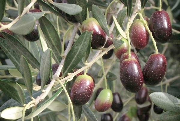 มะกอกน้ำมัน (Olea europaea) | สวนคุณชายเอม - สันป่าตอง เชียงใหม่