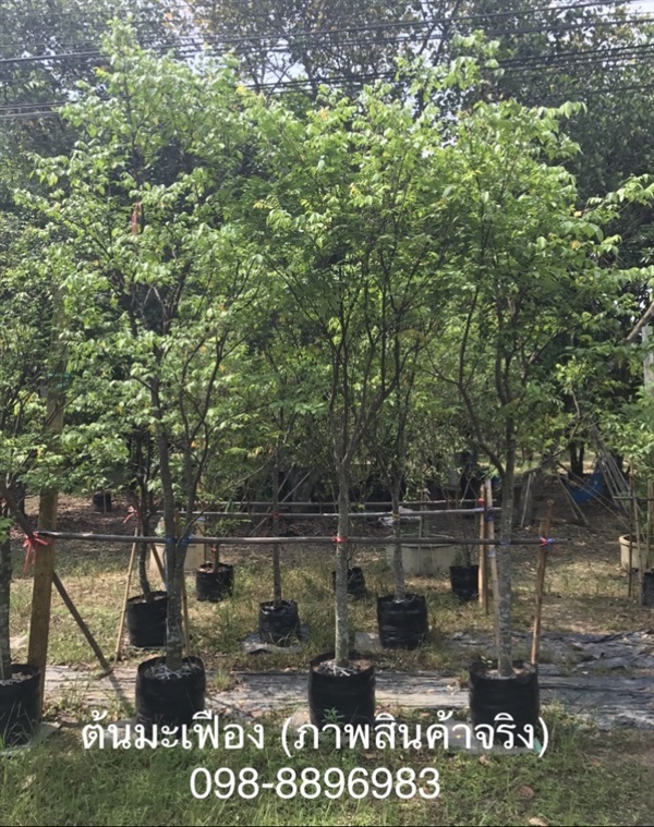 ต้นมะเฟืองสูง 2.00-3.00เมตร (ภาพสินค้าจริง) | ฉลองรัตน์พันธุ์ไม้ - เมืองปราจีนบุรี ปราจีนบุรี