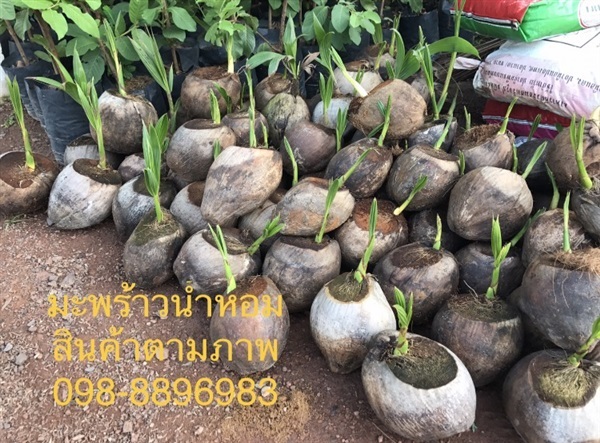 ต้นมะพร้าวน้ำหอม (ภาพสินค้าจริง) | ฉลองรัตน์พันธุ์ไม้ - เมืองปราจีนบุรี ปราจีนบุรี
