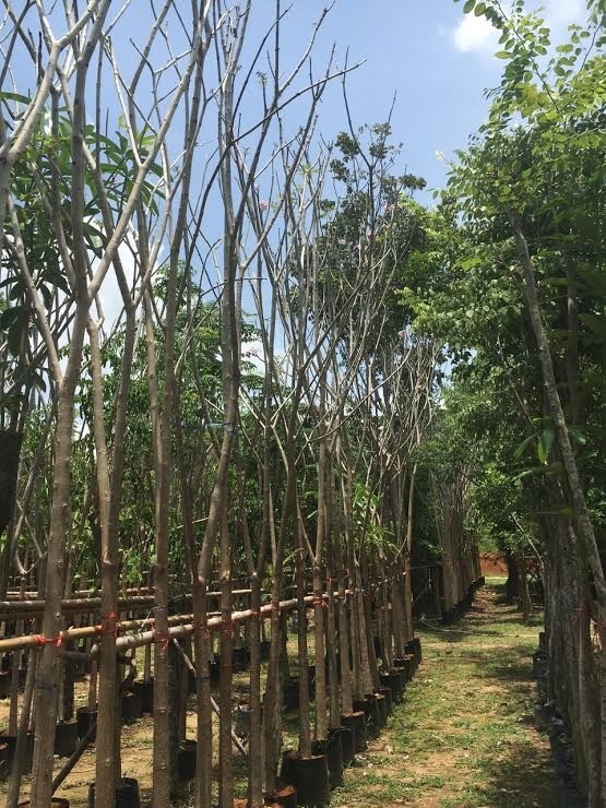 ชมพูพันธุ์ทิพย์ | ไอลดา - เมืองปราจีนบุรี ปราจีนบุรี