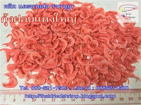 ขายส่งกุ้งแห้ง ผลิตพร้อมจำหน่าย กุ้งฝอย,กุ้งแห้งฝอย,ฝอยแดง, | โรงงานกุ้งแห้ง - ดอนสัก สุราษฎร์ธานี