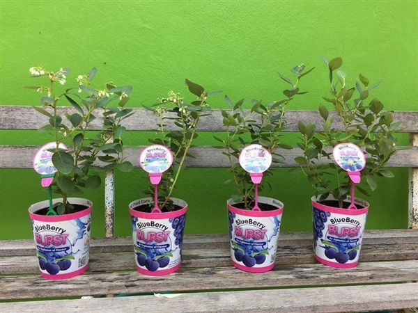 ต้นบลูเบอรี ***Blueberry BURST*** | wow herb สมุนไพรเพื่อสุขภาพ - เมืองสุพรรณบุรี สุพรรณบุรี