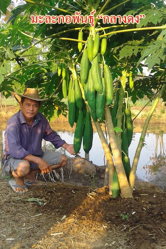 เมล็ดมะละกอพันธุ์กลางดง | พิเชษฐ์ พลพิชิต - ห้วยแถลง นครราชสีมา