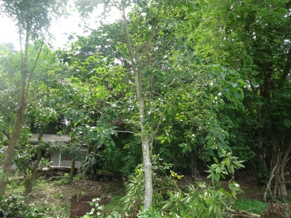 ต้นโพธิ์ | ในป่า - เกาะจันทร์ ชลบุรี