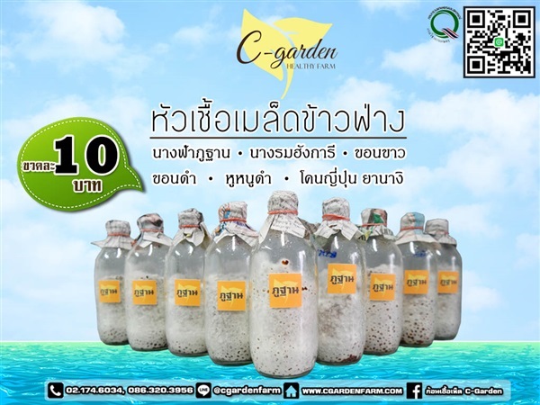 หัวเชื้อเมล็ดข้าวฟ่าง | C-Garden Farm - บางพลี สมุทรปราการ