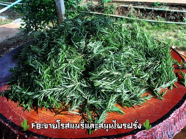 ยอดโรสแมรี่ | Rosemalyherbgaden -  เชียงใหม่