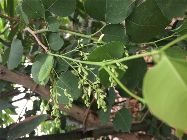 ต้นประดู่ลายหรือประดู่แขก Dalbergia sissoo/Shisham  | ไร่คำม่อน  - สะเมิง เชียงใหม่