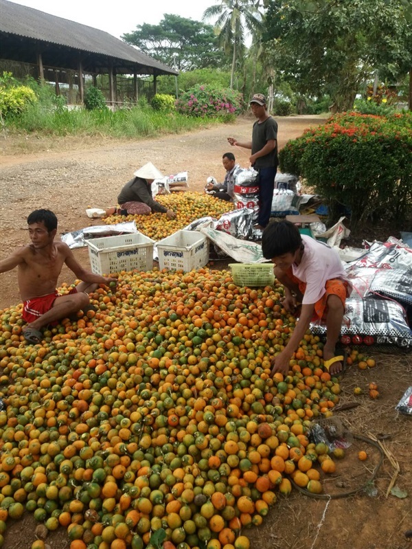 หมากแดง | สวนมะนาวเมืองตราด - เขาสมิง ตราด