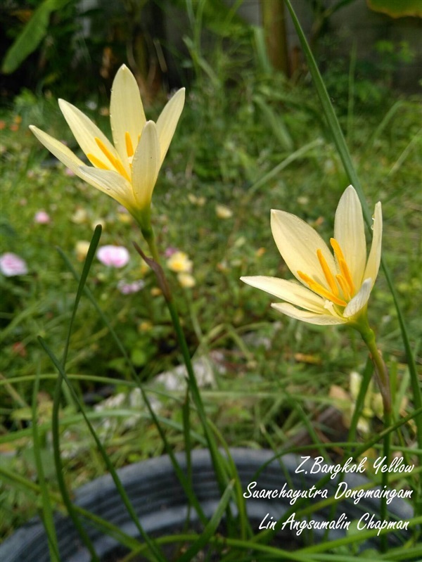 บัวดินBangkok Yellow | สวนเบญจรงค์สุคนธ์ -  นครราชสีมา