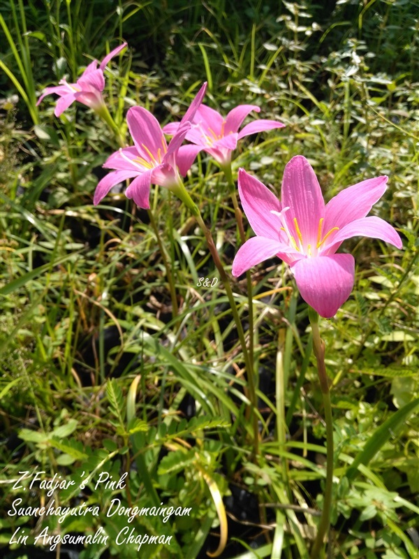 บัวดินFadjar's Pink | สวนเบญจรงค์สุคนธ์ -  นครราชสีมา