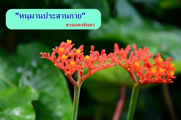 หนุมานนั่งแท่น | สวนแดงจินดา -  เชียงใหม่