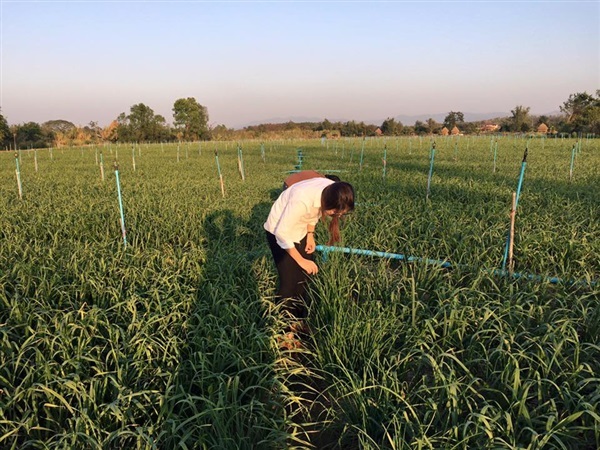 กระเทียมไทย | สมพรการเกษตร - แม่อาย เชียงใหม่