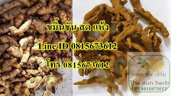 จำหน่ายขมิ้นชัน ขมิ้นชันสด ขมิ้นชันแห้ง สมุนไพร สมุนไพรไทย | Thaiherb.supply - บางนา กรุงเทพมหานคร