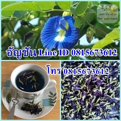 จำหน่ายอัญชัน อัญชันแห้ง สมุนไพร สมุนไพรไทย | Thaiherb.supply - บางนา กรุงเทพมหานคร