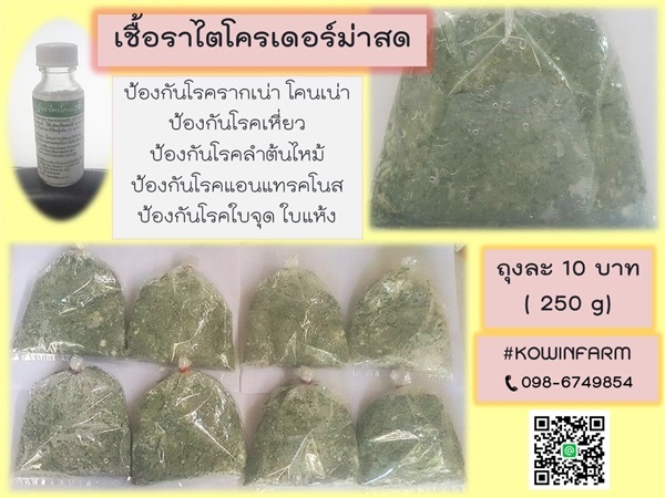 เชื้อราไตโครเดอร์ม่าสด | Kowin Farm - เมืองราชบุรี ราชบุรี