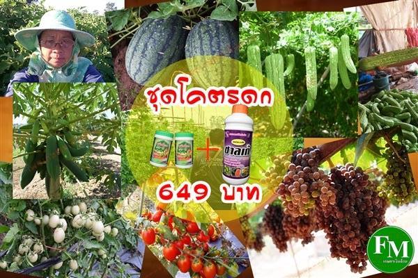 ชุดโคตรดก By.เกษตรเงินล้่าน | เกษตรเงินล้าน - บางกอกใหญ่ กรุงเทพมหานคร