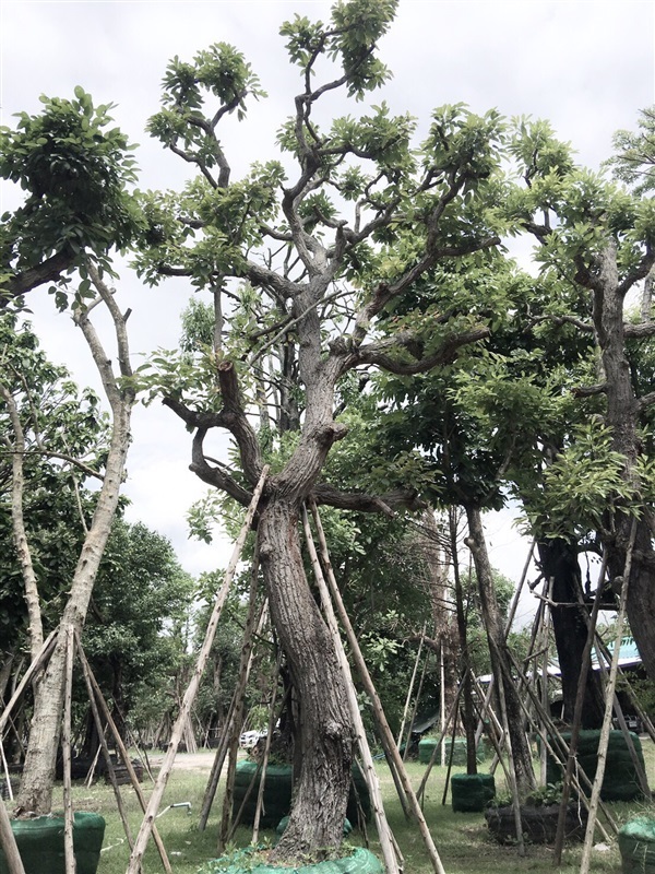 ต้นพะยอม | บานเย็นการ์เด้นดีไซน์ - บางใหญ่ นนทบุรี