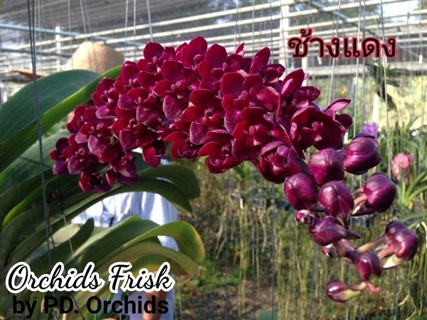 ไม้ขวด ช้างแดง PD | Orchids Frisk by PD.orchids - วัฒนา กรุงเทพมหานคร