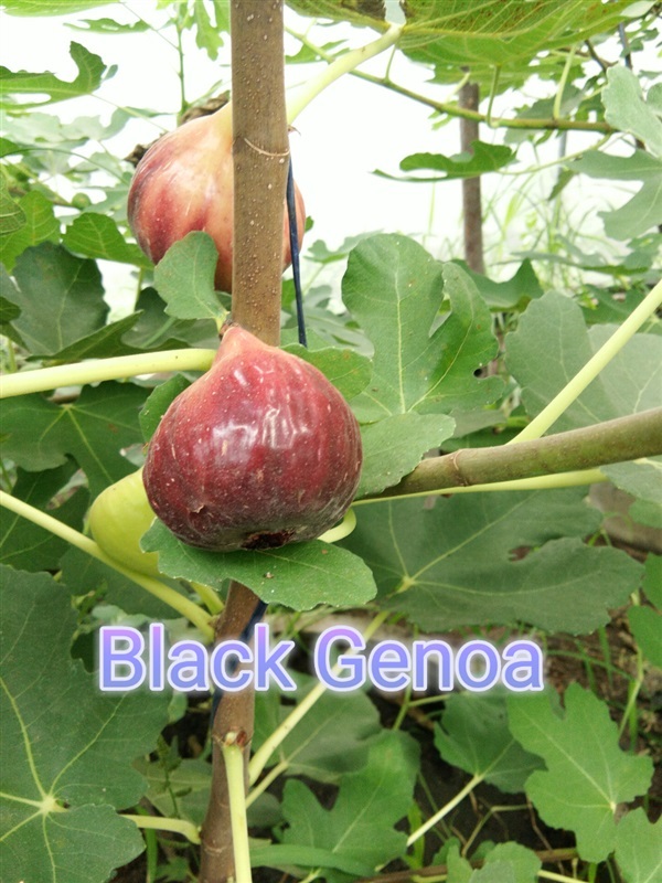Black Genoa | โสภณ ฟิกส์ ฟาร์ม - หนองเสือ ปทุมธานี