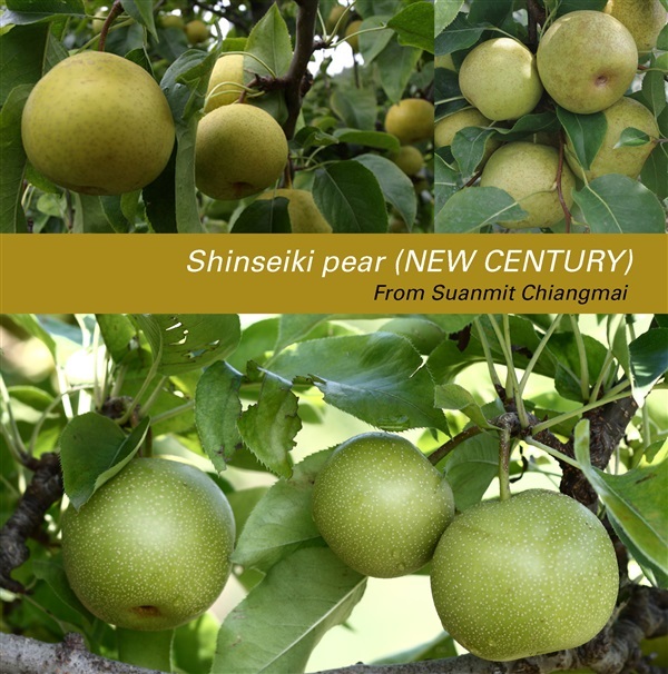 สาลี่ พันธุ์ SHINSEIKI (NEW CENTURY) | สวนมิตร - เมืองเชียงใหม่ เชียงใหม่