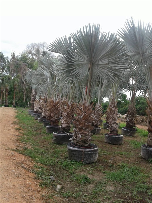 ตาลฟ้า | นเรศสวนปาล์ม - เดิมบางนางบวช สุพรรณบุรี