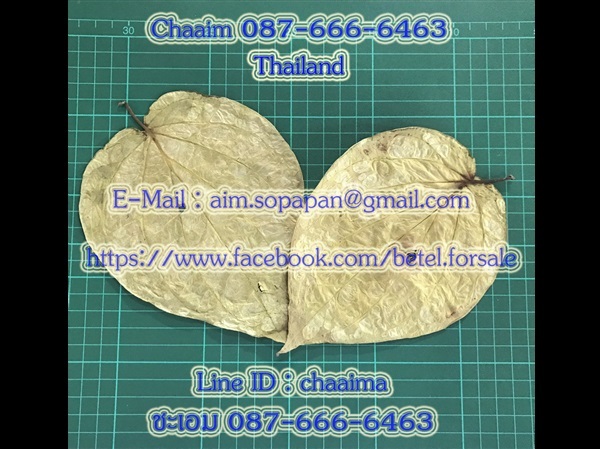 ใบพลูแห้ง | betel.forsale - สามพราน นครปฐม