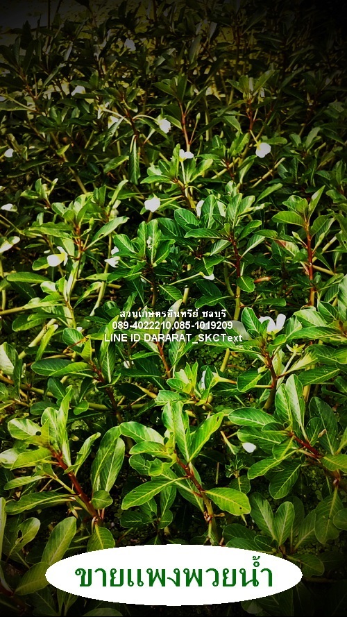 ขายต้นแพงพวยน้ำดอกขาว(ผักปอดน้ำ) | สวนเกษตรอินทรีย์ - พนัสนิคม ชลบุรี