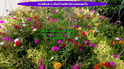 ขายต้นคุณนายตื้นสายพันธุ์ใหม่บานทั้งวัน(แพรเซี่ยงไฮ้) | สวนเกษตรอินทรีย์ - พนัสนิคม ชลบุรี